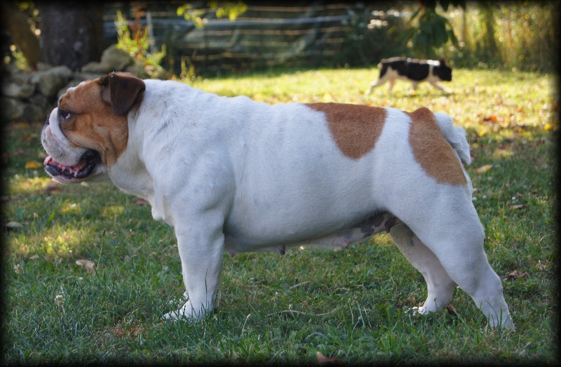 breizh bully Filomène